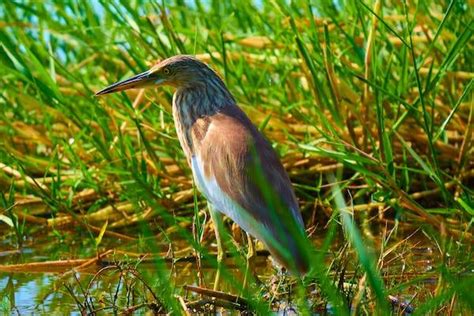  The Intelligent Heron – A Tale Of Cunning And Survival In The Anatolian Wetlands!